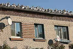 Чайки на крыше Чайки на крыше