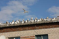 Чайки на крыше Чайки на крыше