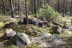 Камни в лесу Камни в лесу