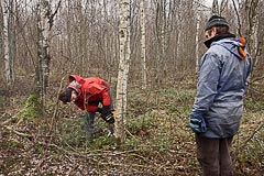 Спиливание берёзы Спиливание берёзы