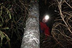 Опытный арборист Александр Кутищев Опытный арборист Александр Кутищев