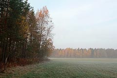 Туманное утро Туманное утро