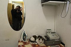 Кошка у кассы Кошка у кассы