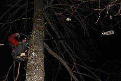 Арборист Александр Кутищев снимает КП-96 Арборист Александр Кутищев снимает КП-96
