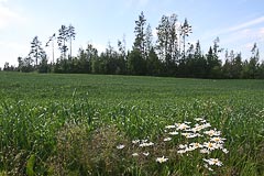 Поле с ромашками Поле с ромашками