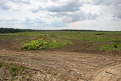 Поле, на которое упал наш зонд Поле, на которое упал наш зонд