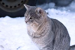 Кот-абориген Кот-абориген