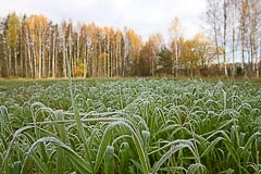 Изморозь на траве Изморозь на траве