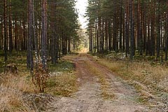 Лесная дорожка Лесная дорожка