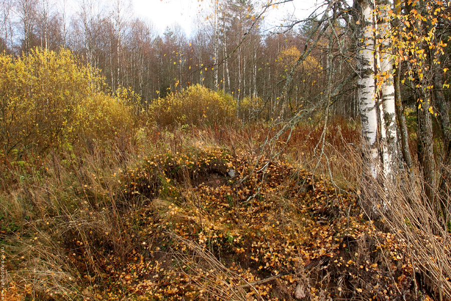Осенний лес Осенний лес