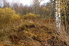 Осенний лес Осенний лес