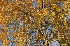 Осенняя листва Осенняя листва