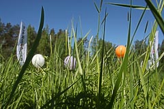 «RandomRace» глазами иксодовых клещей :-) «RandomRace» глазами иксодовых клещей :-)