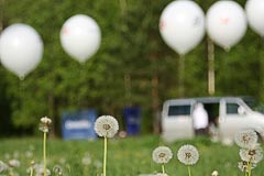 Шары и одуванчики Шары и одуванчики