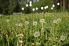 Шары и одуванчики Шары и одуванчики