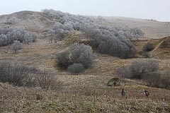 Редколесье Редколесье
