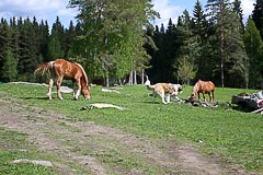 ������ �������, �������&nbsp;���