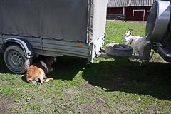 ���� ������������ �����