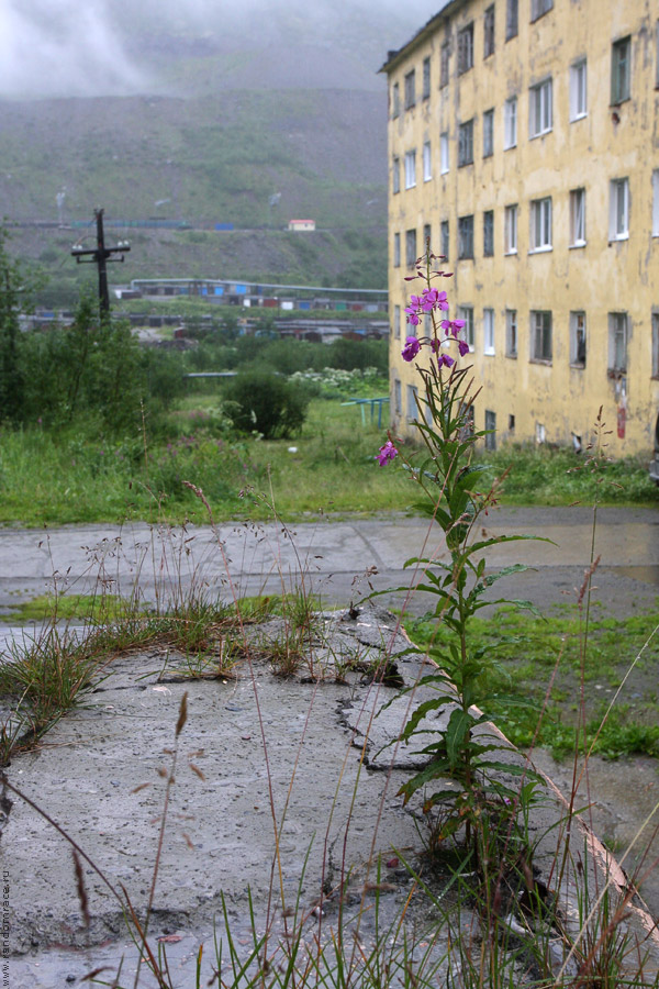 Городской иван-чай Городской иван-чай