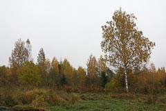 Осенний лес Осенний лес