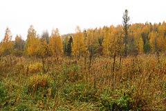 Осенний лес у урочища Смирник Осенний лес у урочища Смирник