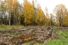 Урочище Смирник Урочище Смирник