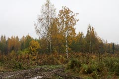 Урочище Смирник Урочище Смирник