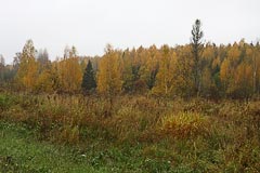 Урочище Смирник Урочище Смирник