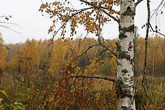 Урочище Смирник Урочище Смирник