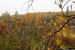 Урочище Смирник Урочище Смирник