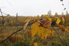 Урочище Смирник Урочище Смирник