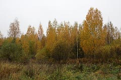 Урочище Смирник Урочище Смирник
