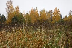 Урочище Смирник Урочище Смирник