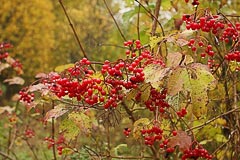 Калина красная Калина красная