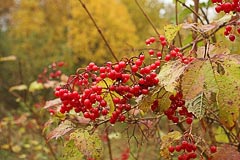 Калина красная Калина красная