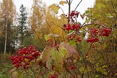 Калина красная Калина красная