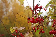 Калина красная Калина красная
