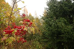 Калина красная Калина красная