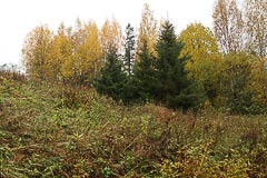 Урочище Смирник Урочище Смирник