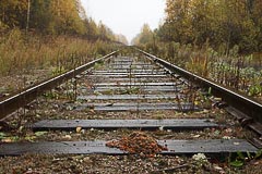 Медвежий помёт на железной дороге Будогощь — Тихвин Медвежий помёт на железной дороге Будогощь — Тихвин