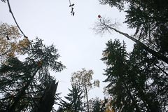 Парашют на верхушке дерева Парашют на верхушке дерева