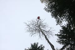 Парашют на верхушке дерева Парашют на верхушке дерева